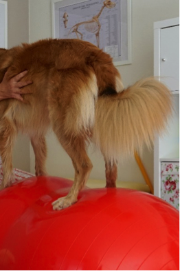 Hundetraining | Hundeverhaltensberatung | Hundewellnesstherapie | Hundeschule | Aalen