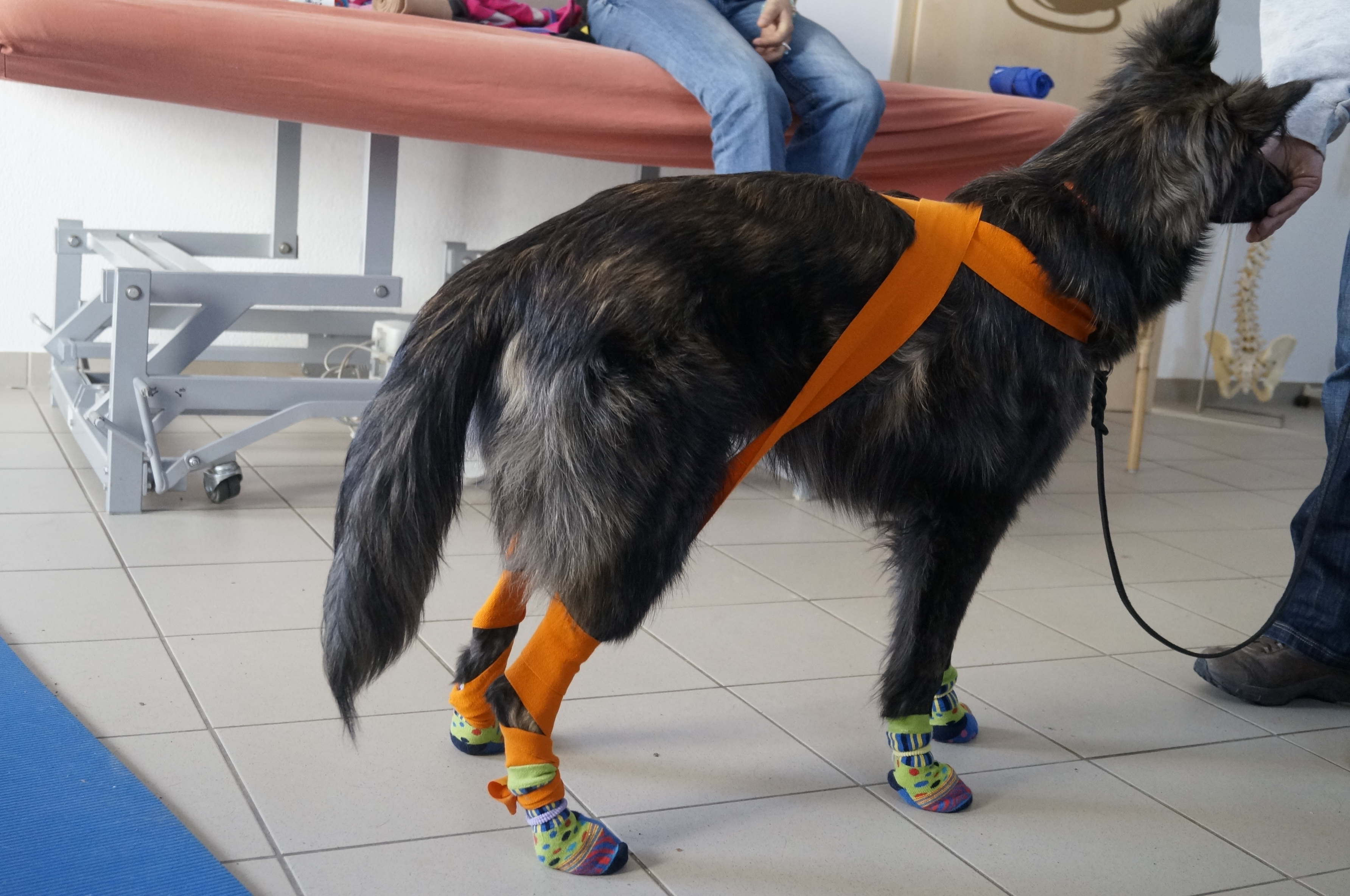 Dogs in Balance Hundetrainer Hundeverhaltensberatung